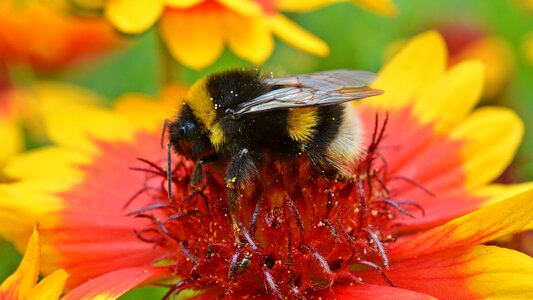 Bloom insect nature