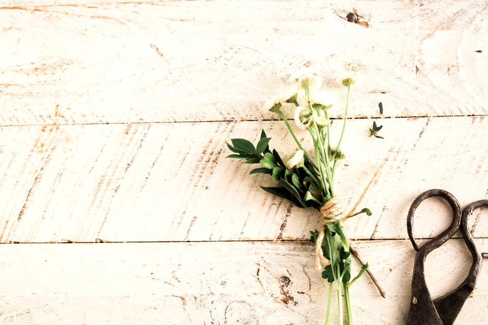 white flower and black scissors on white surface close-up photography