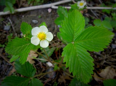 Plant white nature