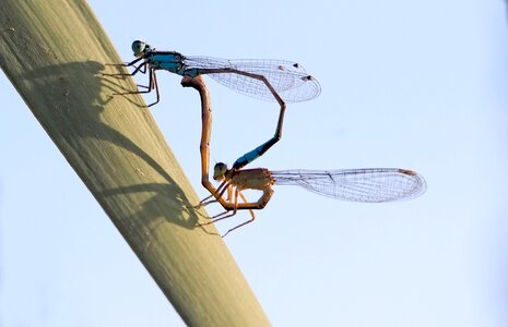 Coenagrion puella pond insect photo