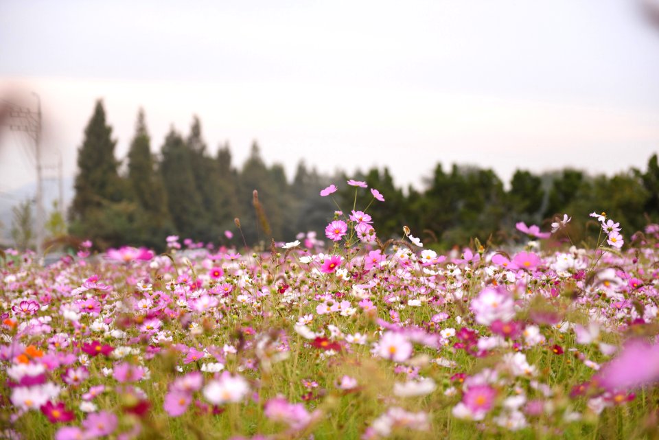 Cosmos, Flowers, Autumn