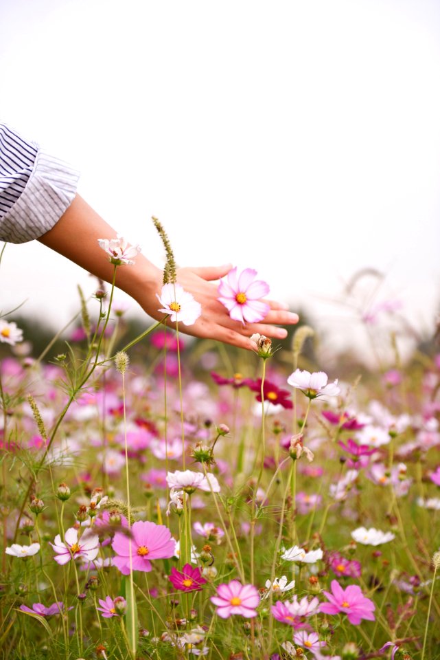 woman holding pink petaled flower