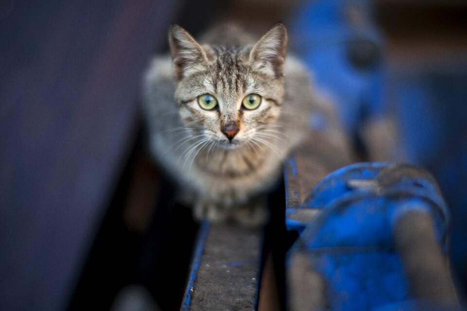 Pets street kitten