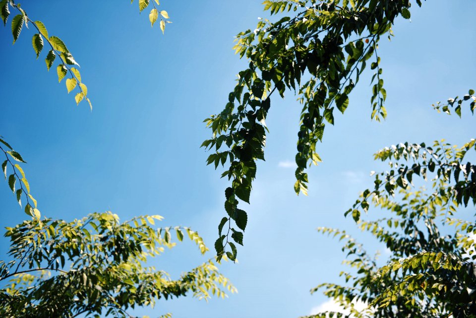Sky, Leaf, Tree