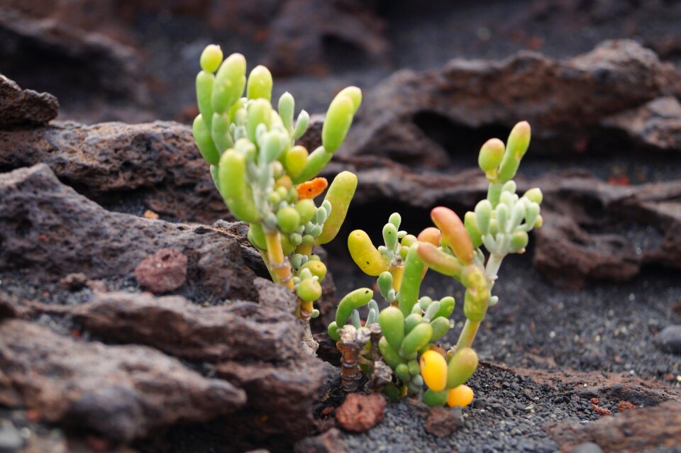 Overgrown lava rock stones photo