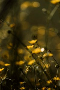 Harrison, United states, Grass