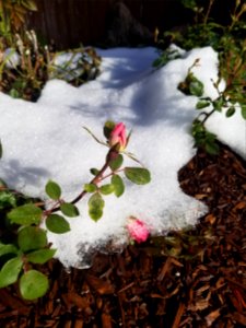 Rose, Spring, Bud