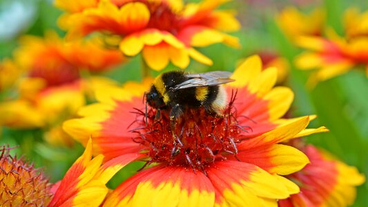 Bloom insect nature photo