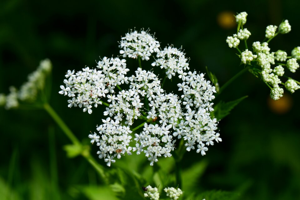 Aegopodium podagraria umbel double doldiger pollen