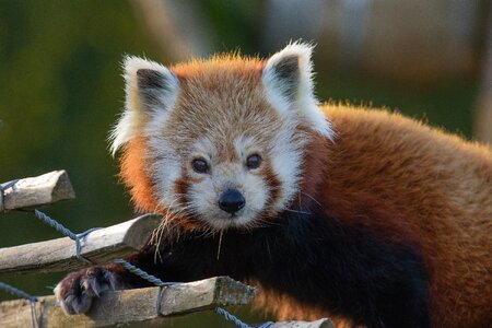 Animal outdoors lesser panda photo