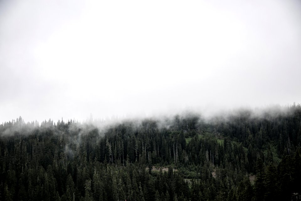 forest covered with fogs