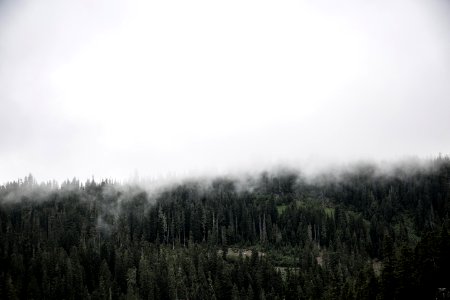 forest covered with fogs