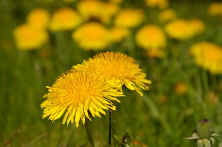Flowers flower meadow signs of spring