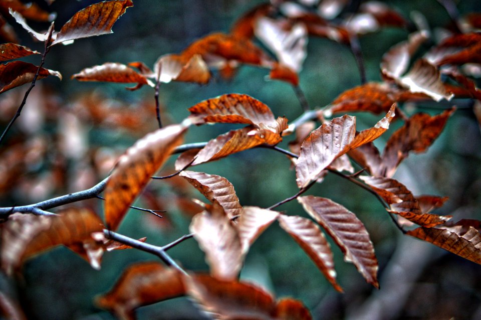 Paris mountain state park, Greenville, United states