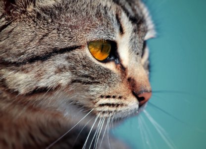 macro photography of tabby cat photo