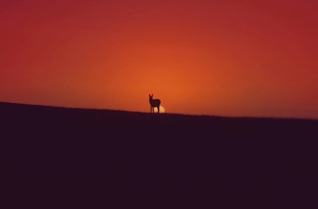 Morocco, Asilah, Animals