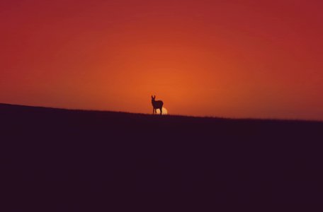 Morocco, Asilah, Animals photo