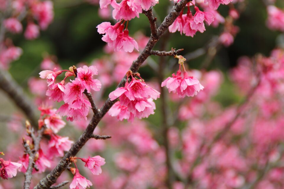 Pink okinawa sakura