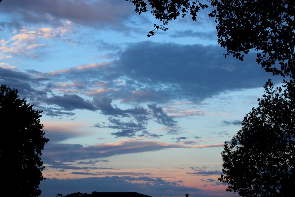 Petaluma, Trees, Sunset