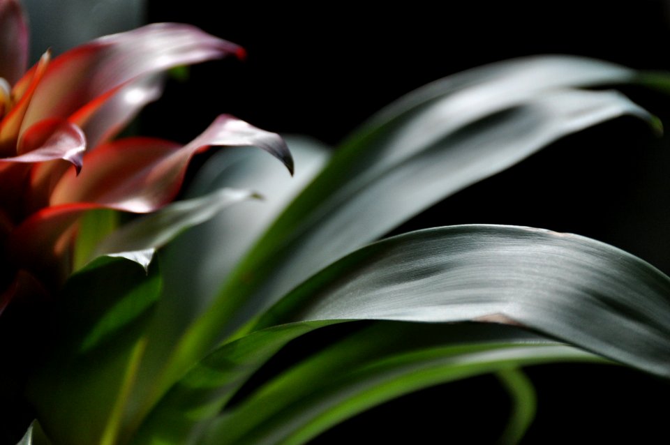 Closeup