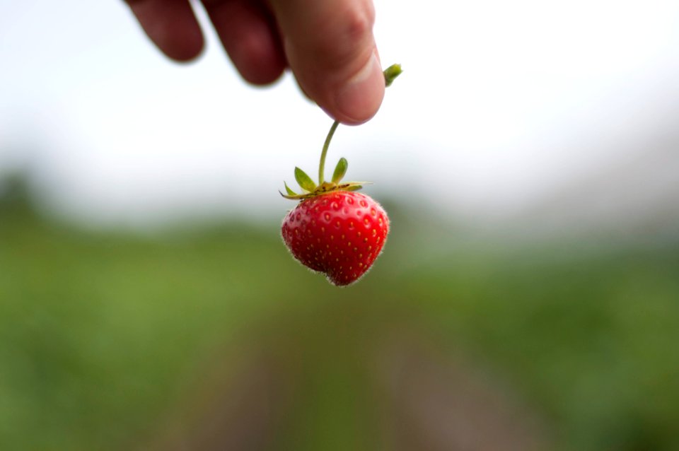 Fruit, Strawberry