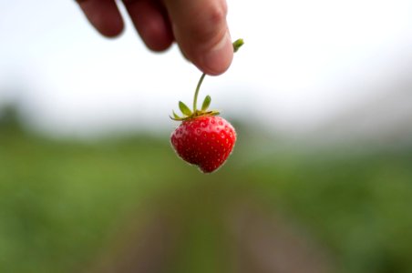 Fruit, Strawberry