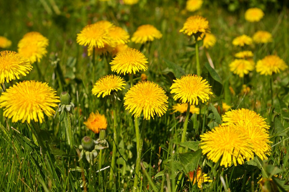 Flowers flower meadow signs of spring