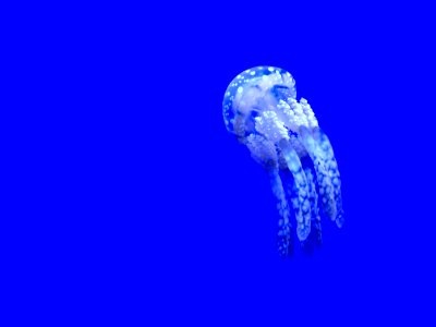 white and grey jellyfish photo