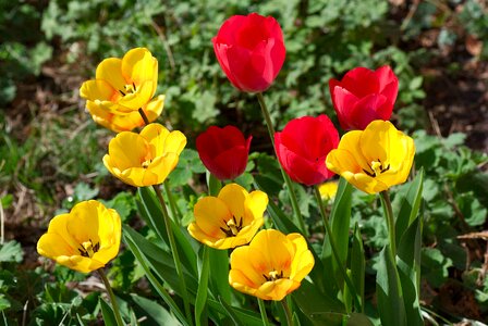 Red yellow sharpness game