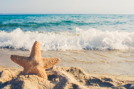Animal beach beauty in nature