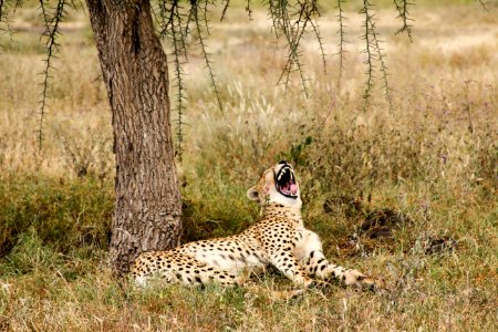 Ndutu lake, Tanzania, Teeth photo