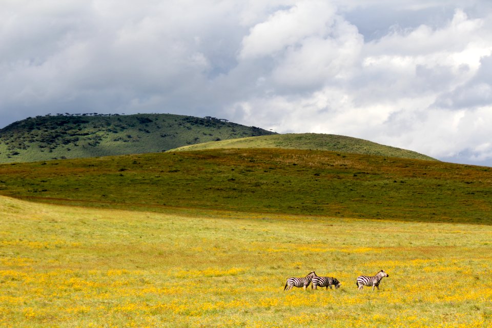Tanzania, Ngorongoro crater, Zebra