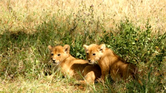 two brown lion cubs on grasses photo
