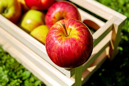 Fruits fresh harvest