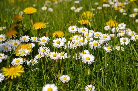Flowers flower meadow signs of spring