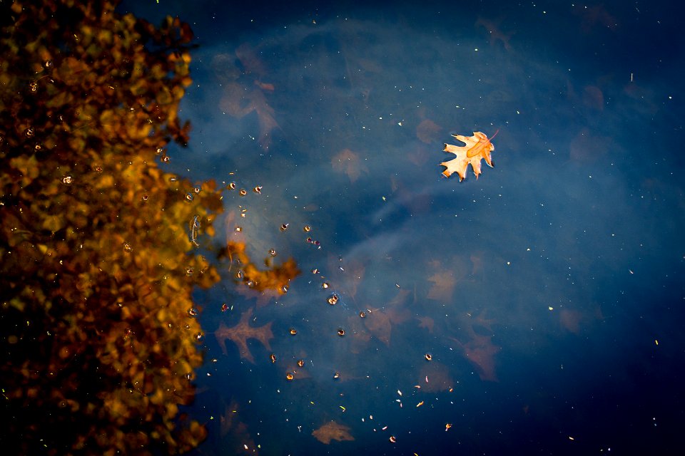 Leaf, Reflections