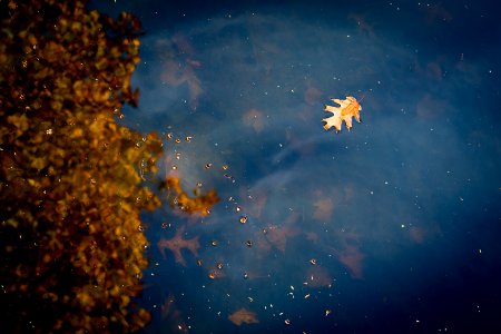 Leaf, Reflections
