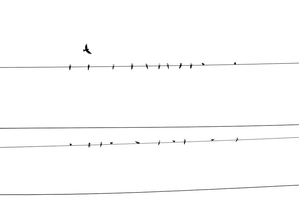 birds resting on power line