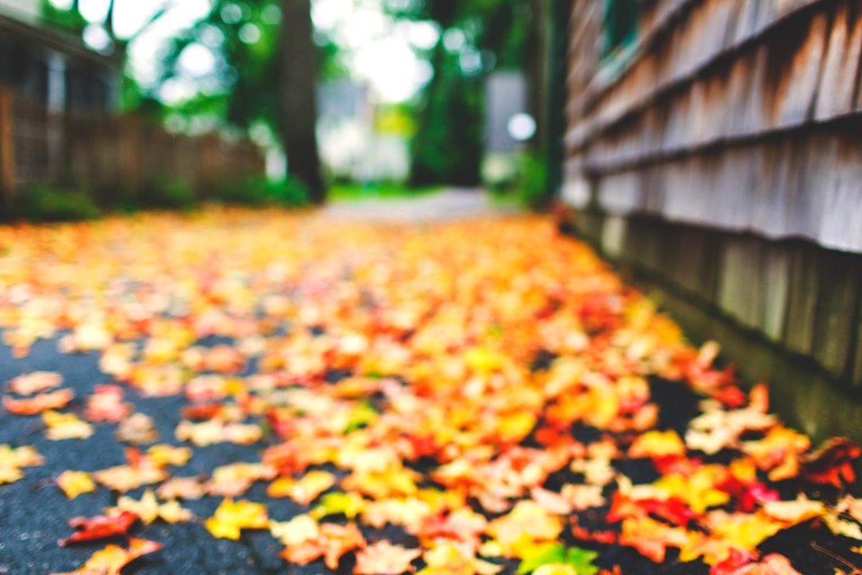 Fall, Blurry, Colorful