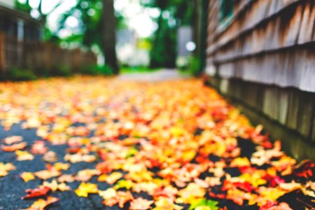Fall, Blurry, Colorful