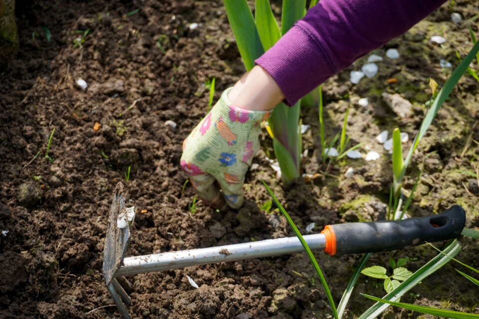 Plucking weeds weeding planting