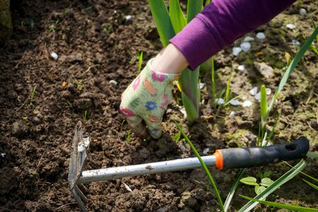 Plucking weeds weeding planting