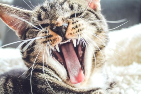 yawning brown tabby kitten photo
