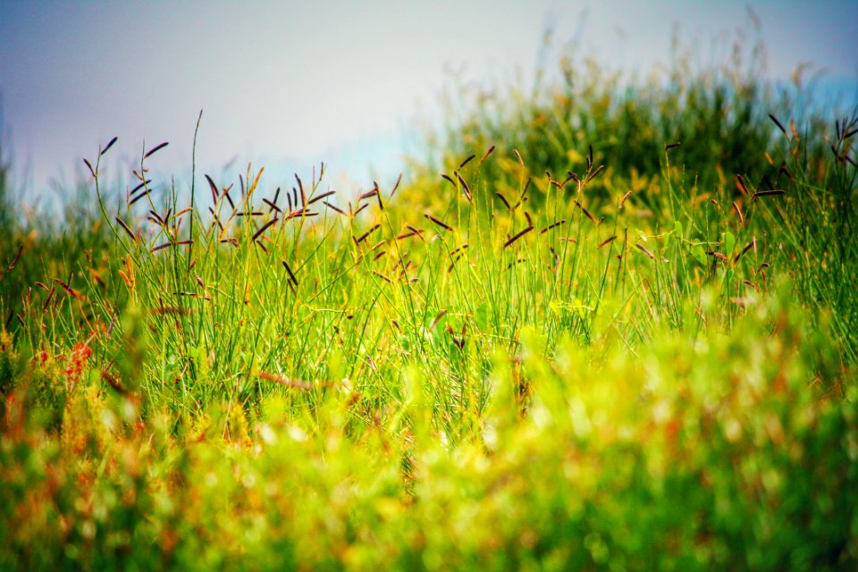 Blue, Field, Croatia