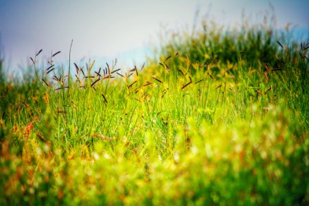 Blue, Field, Croatia