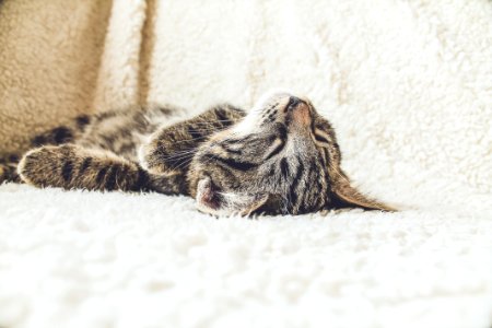 brown tabby cat lying on white textile photo