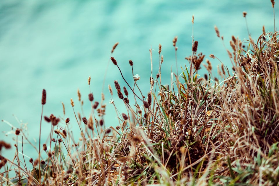 Grass, Blue, Water