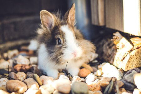 Rabbit, Stones, Bunny