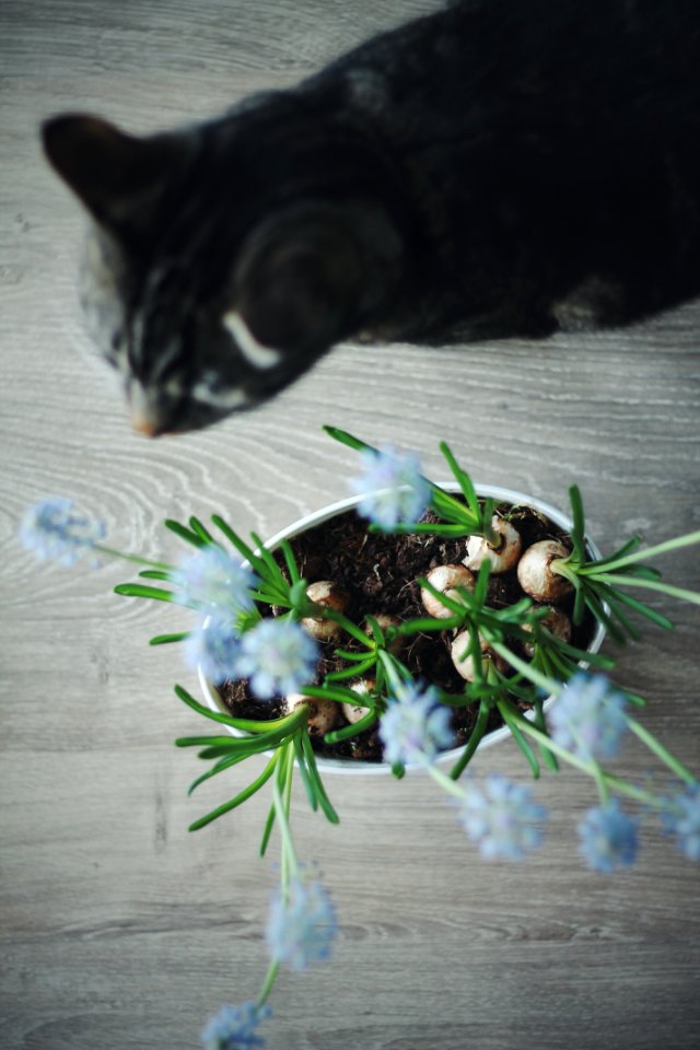 Blue, Cat, Kitten