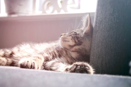 Couch, Cat, Kitten photo
